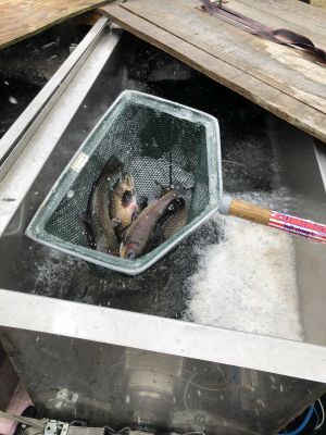 Fish Pond Stocking 2022-10