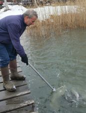 Fish Pond Stocking 2018-1